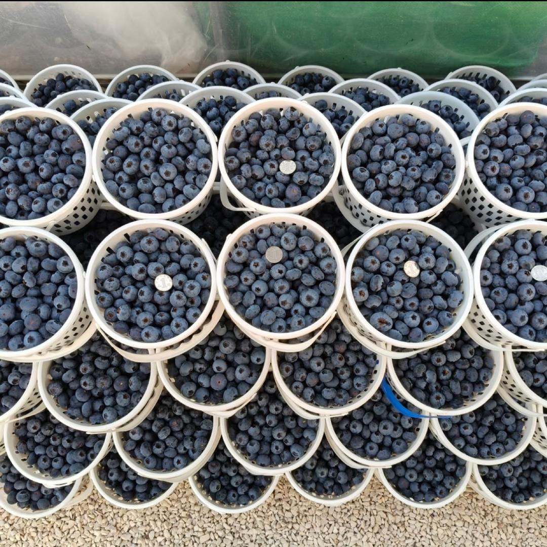 云南归园田溪水果基地