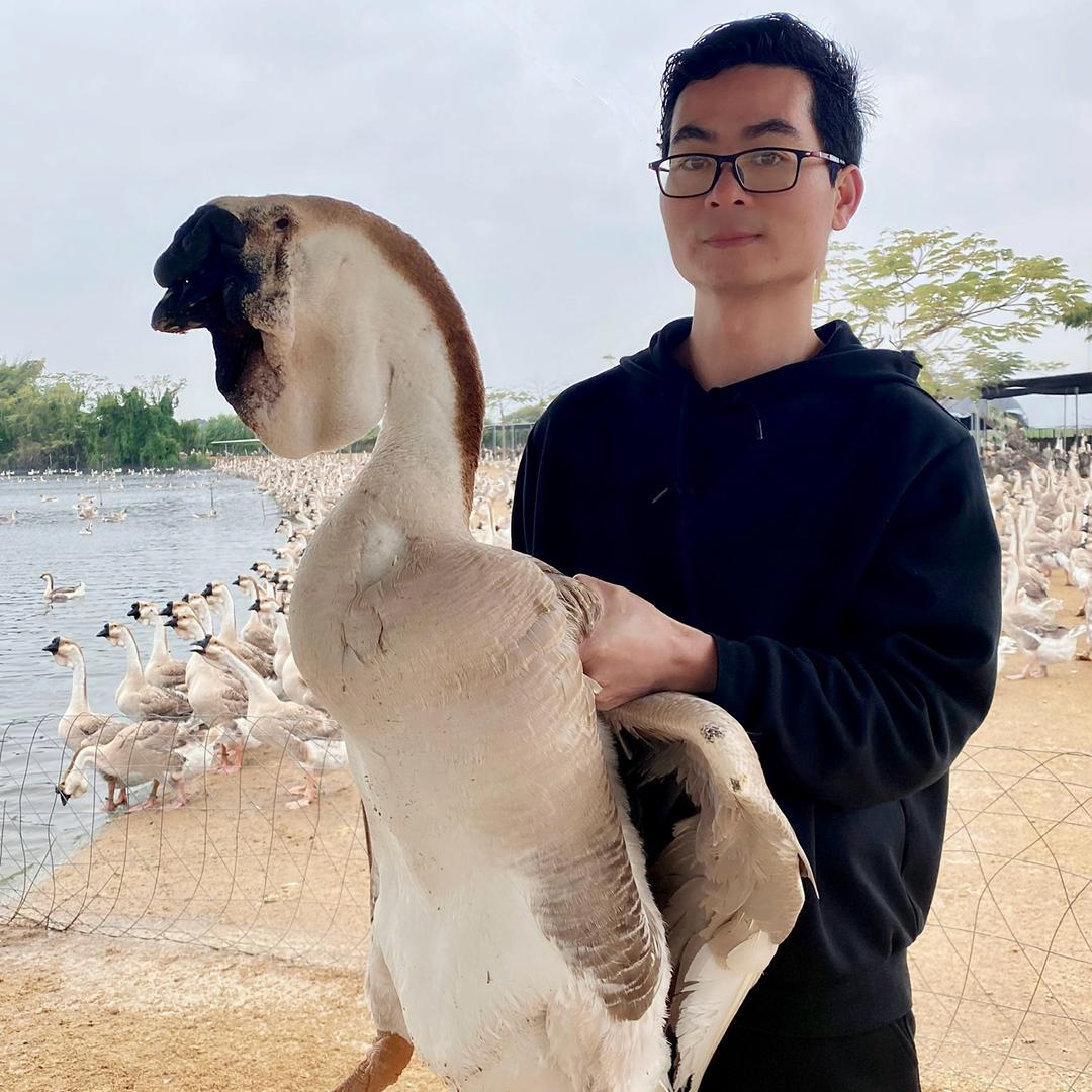 汕头雄威狮头鹅