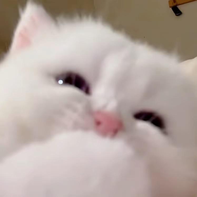 莎莎宝助眠