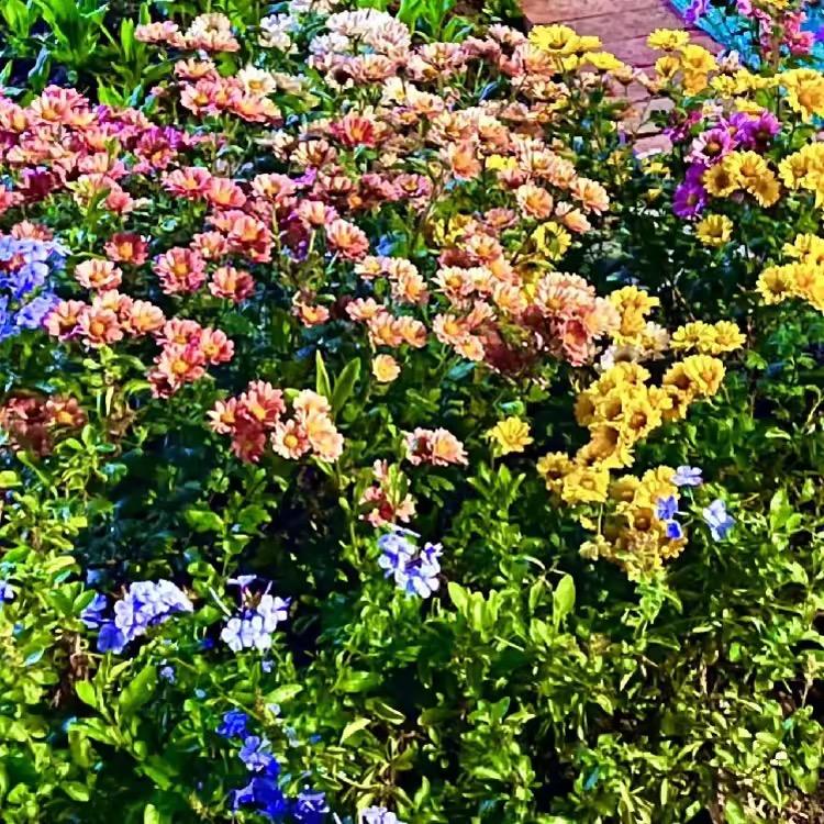 欣欣向荣🌹
