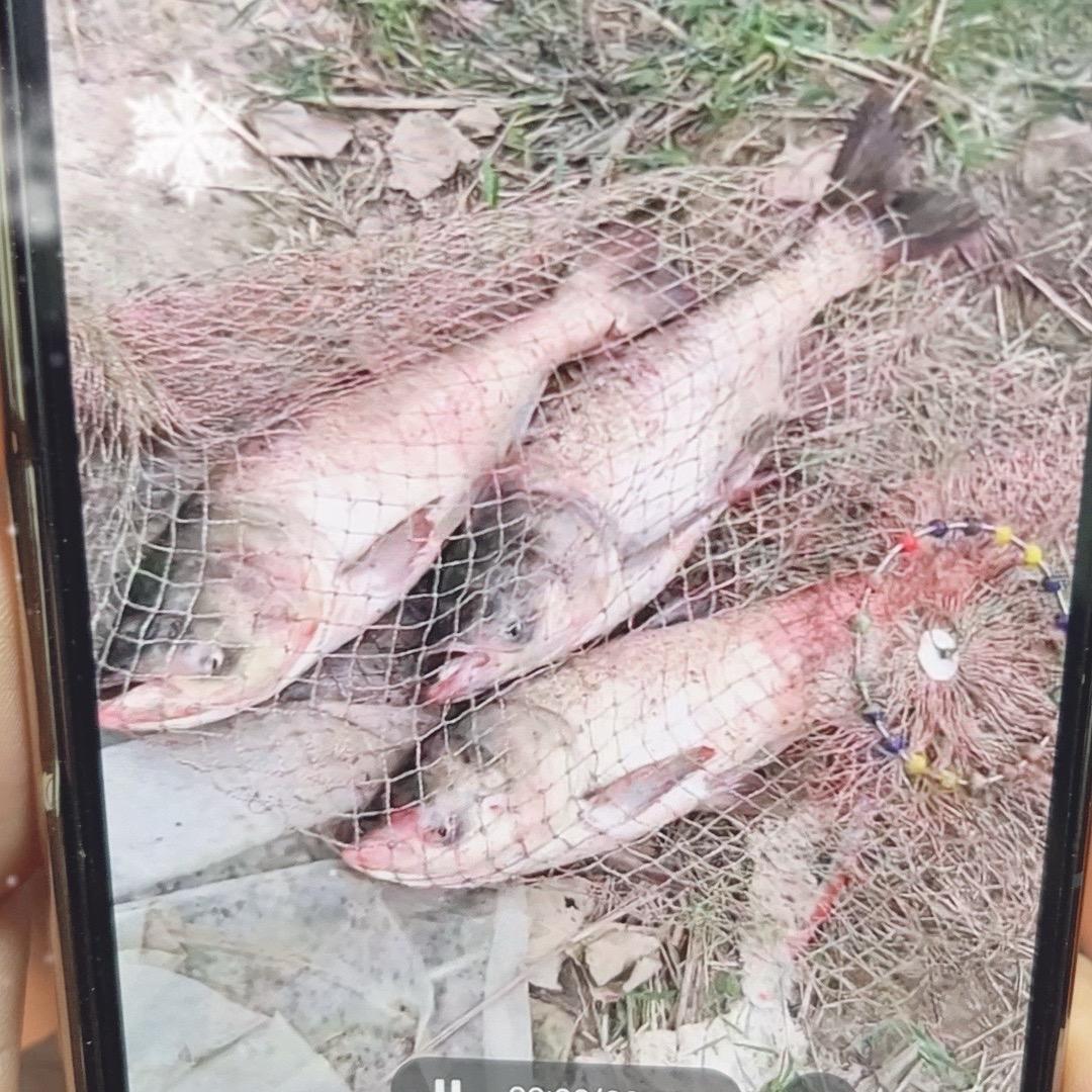昌哥爱野钓