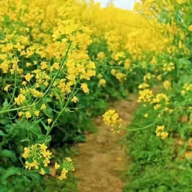 东篱
