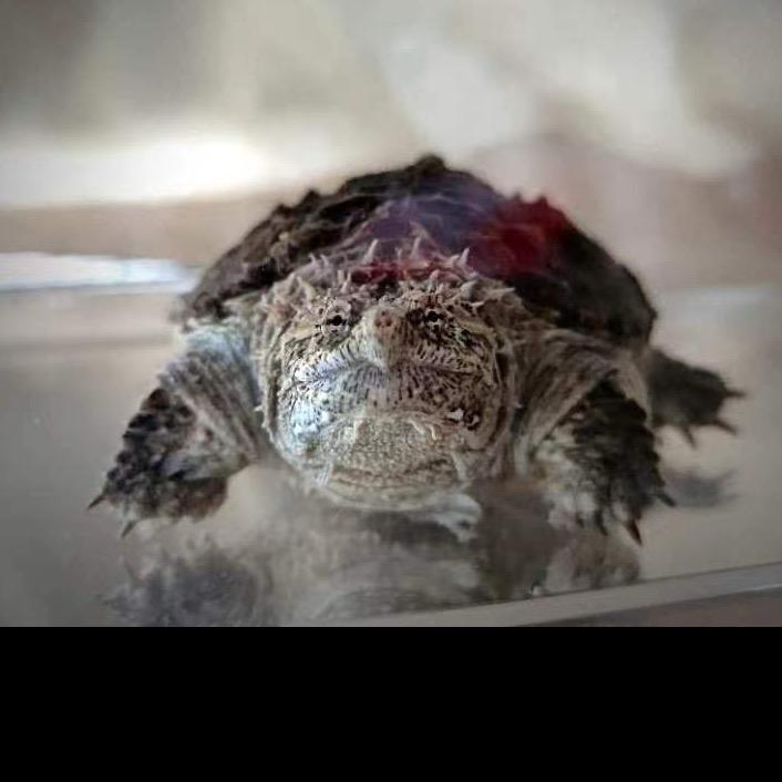 88号龟宠上海韵宠