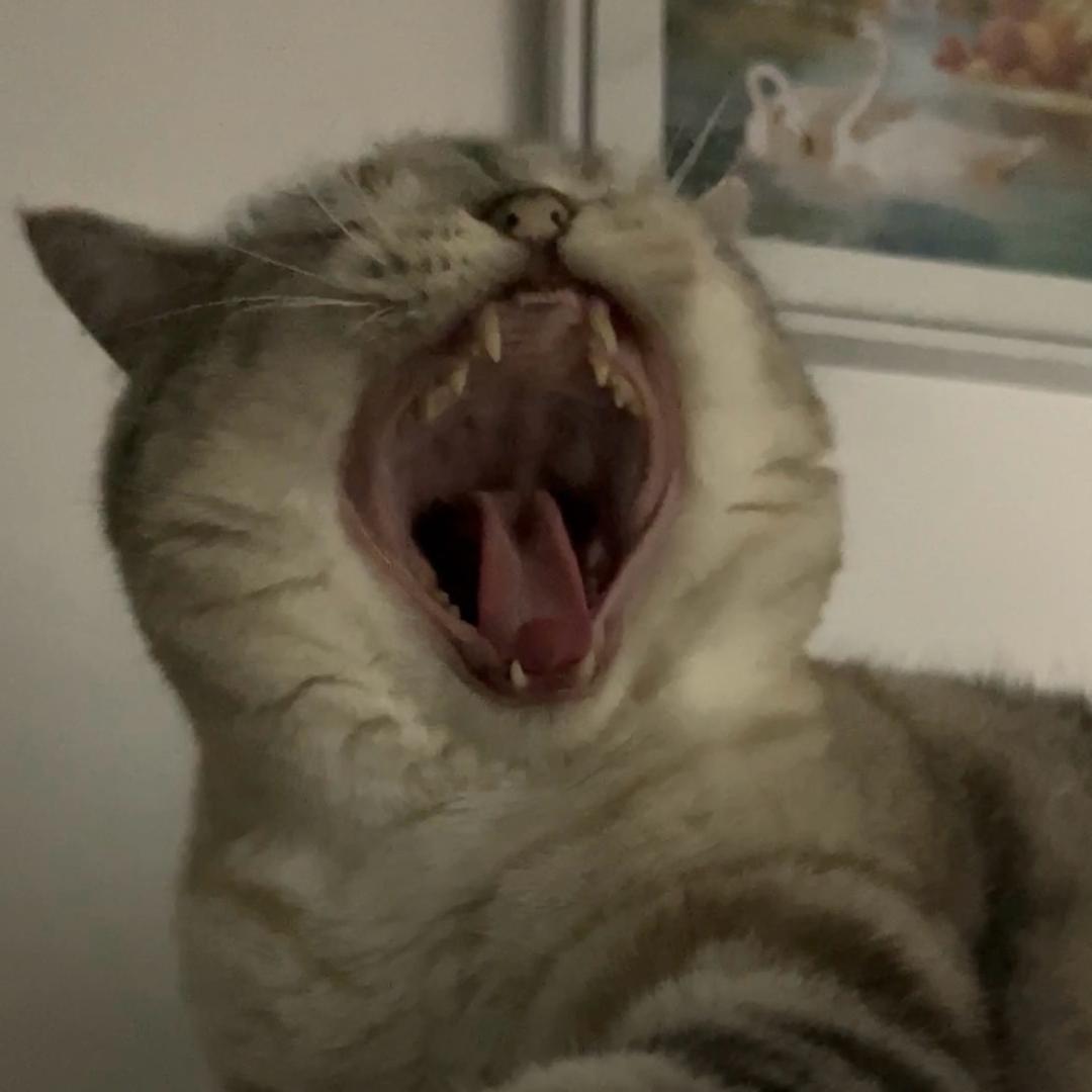 洪🦁
