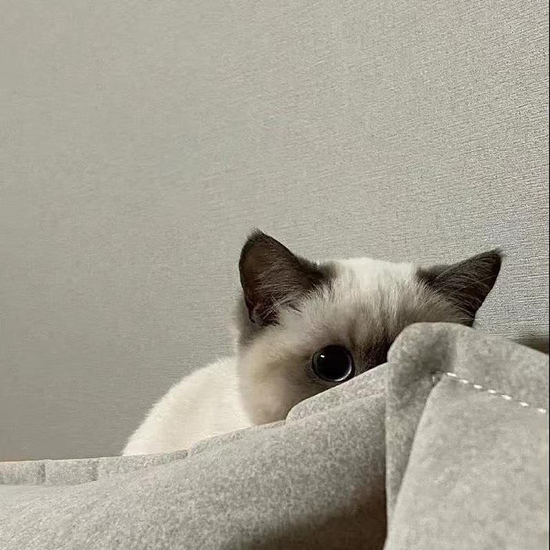 84583877054