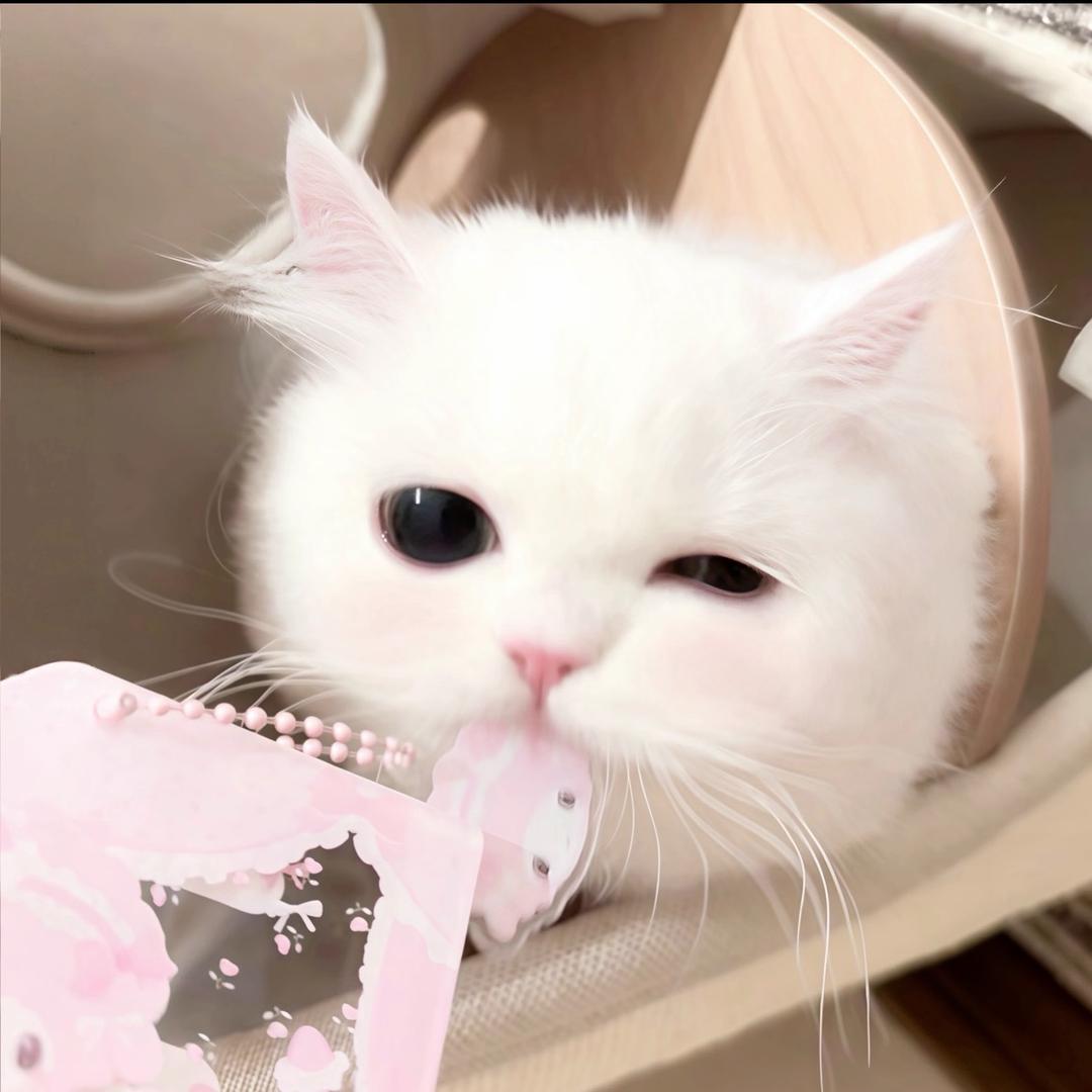 ㅤㅤㅤ       ㅤㅤㅤ