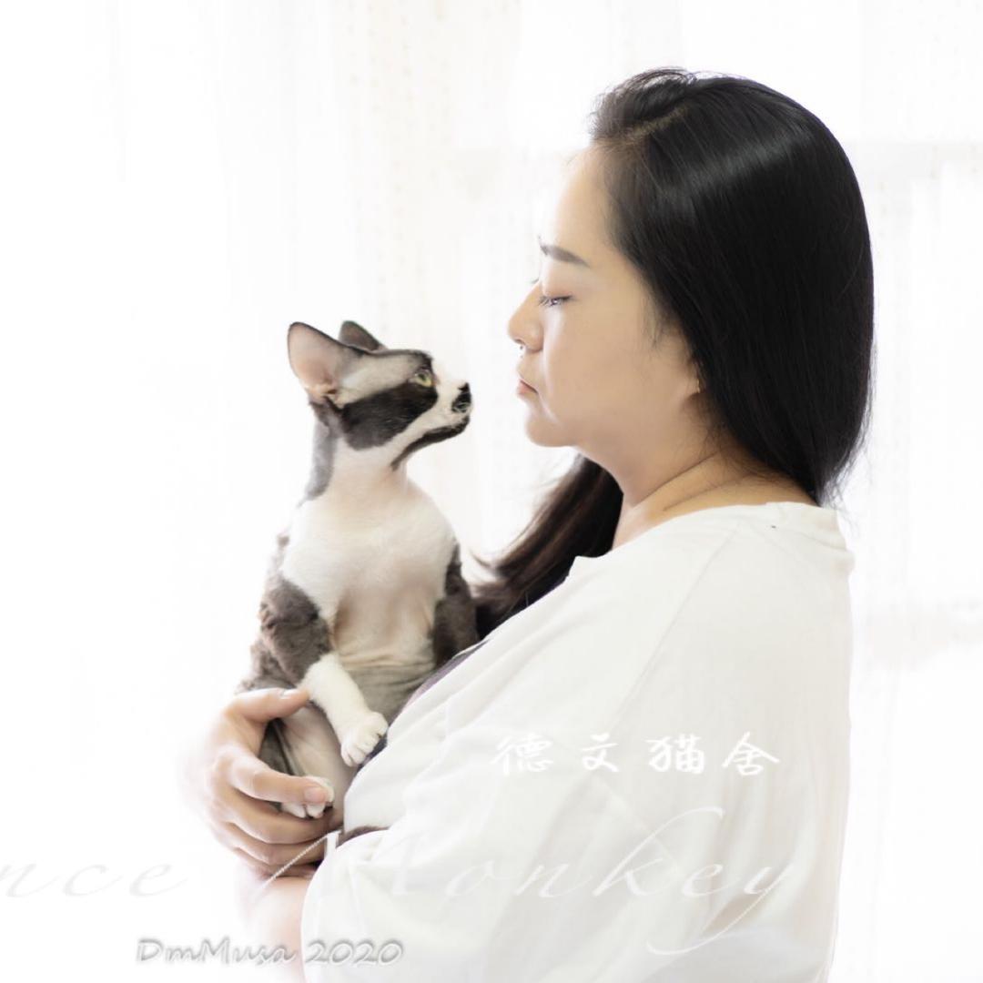昆明DanceMonkey德文猫舍