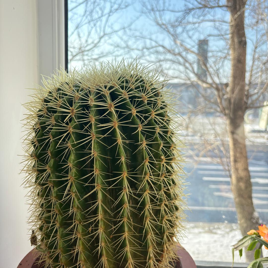 Hi