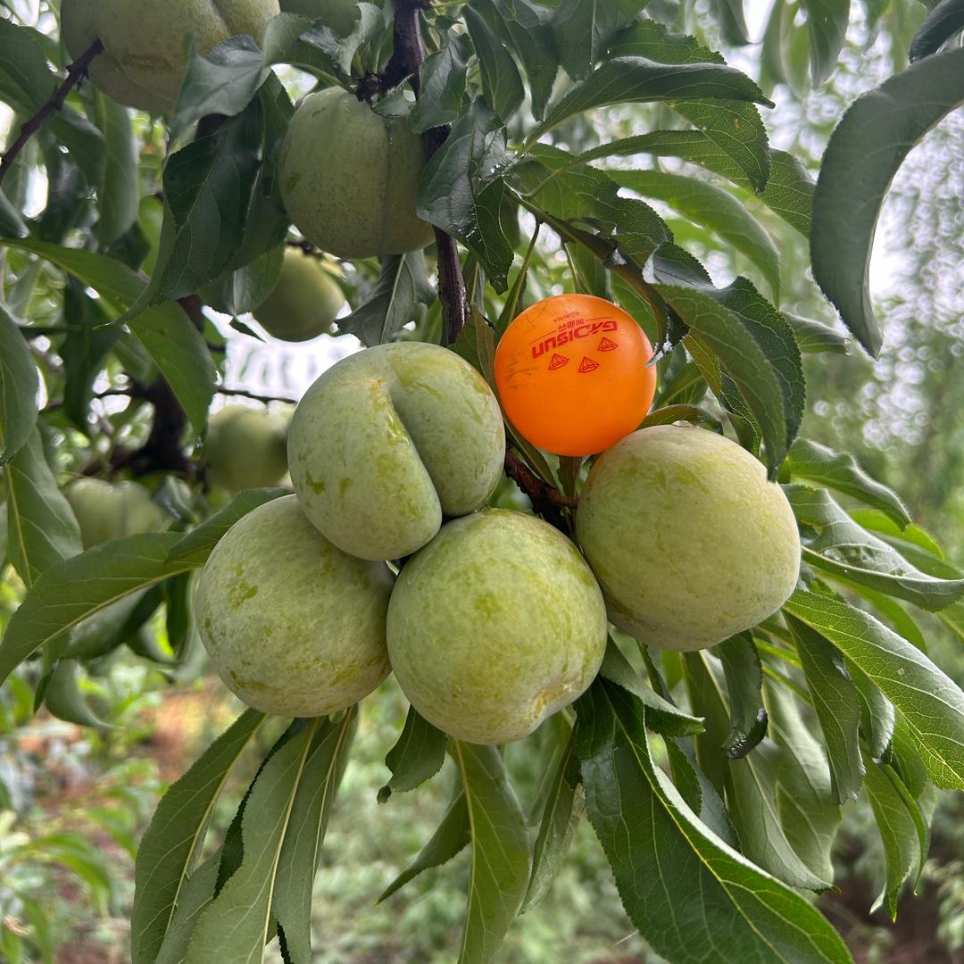 厚强果树苗木专营店低海拔车厘子基地