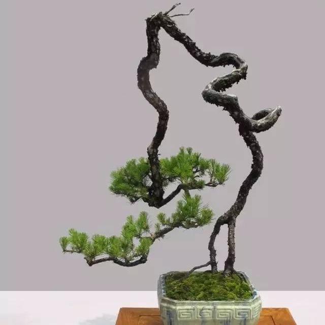 松阳县千谷绿植店沃土桩园