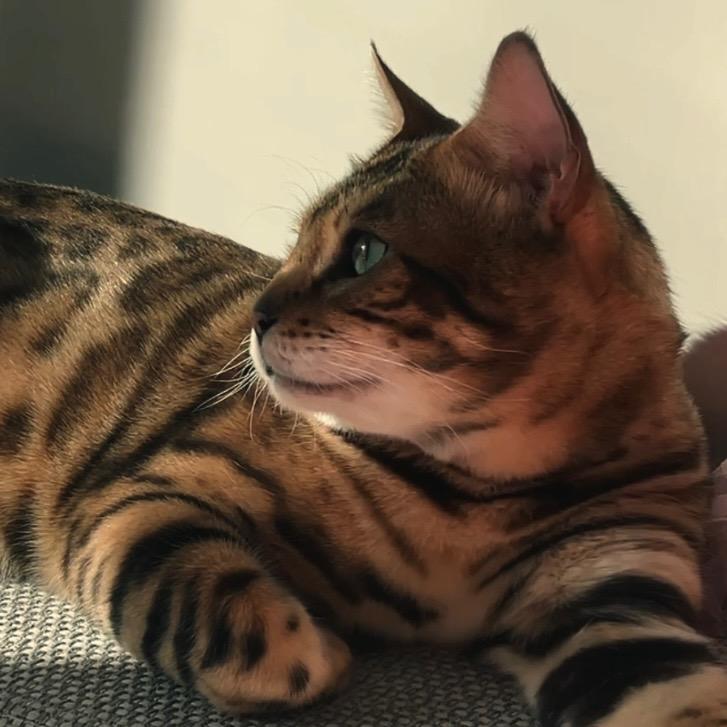 大豹不是豹～🐆