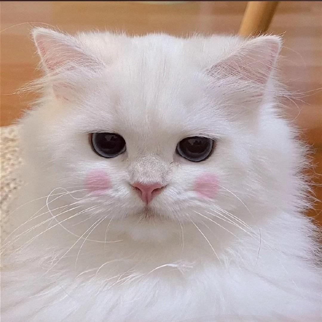 酱酱