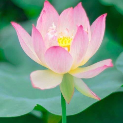 漂泊