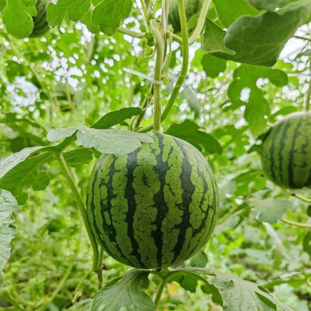 瓜农老赵
