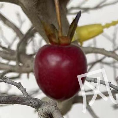 风尘散人（老鸦柿品种）