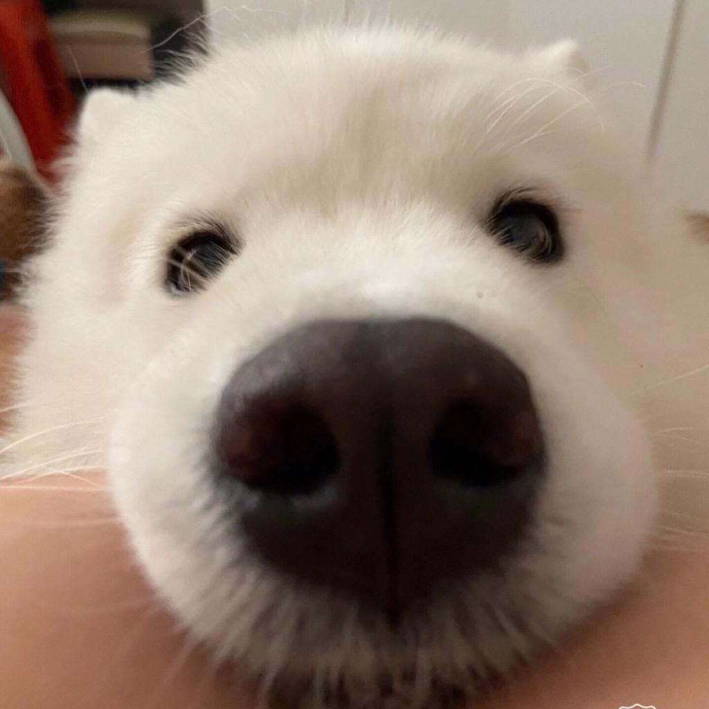 上网高手胖虎大王