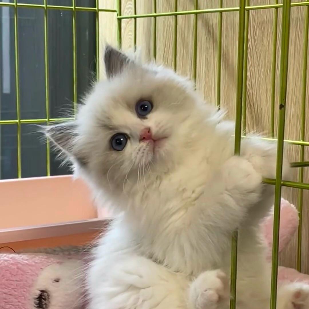 圆脸小周