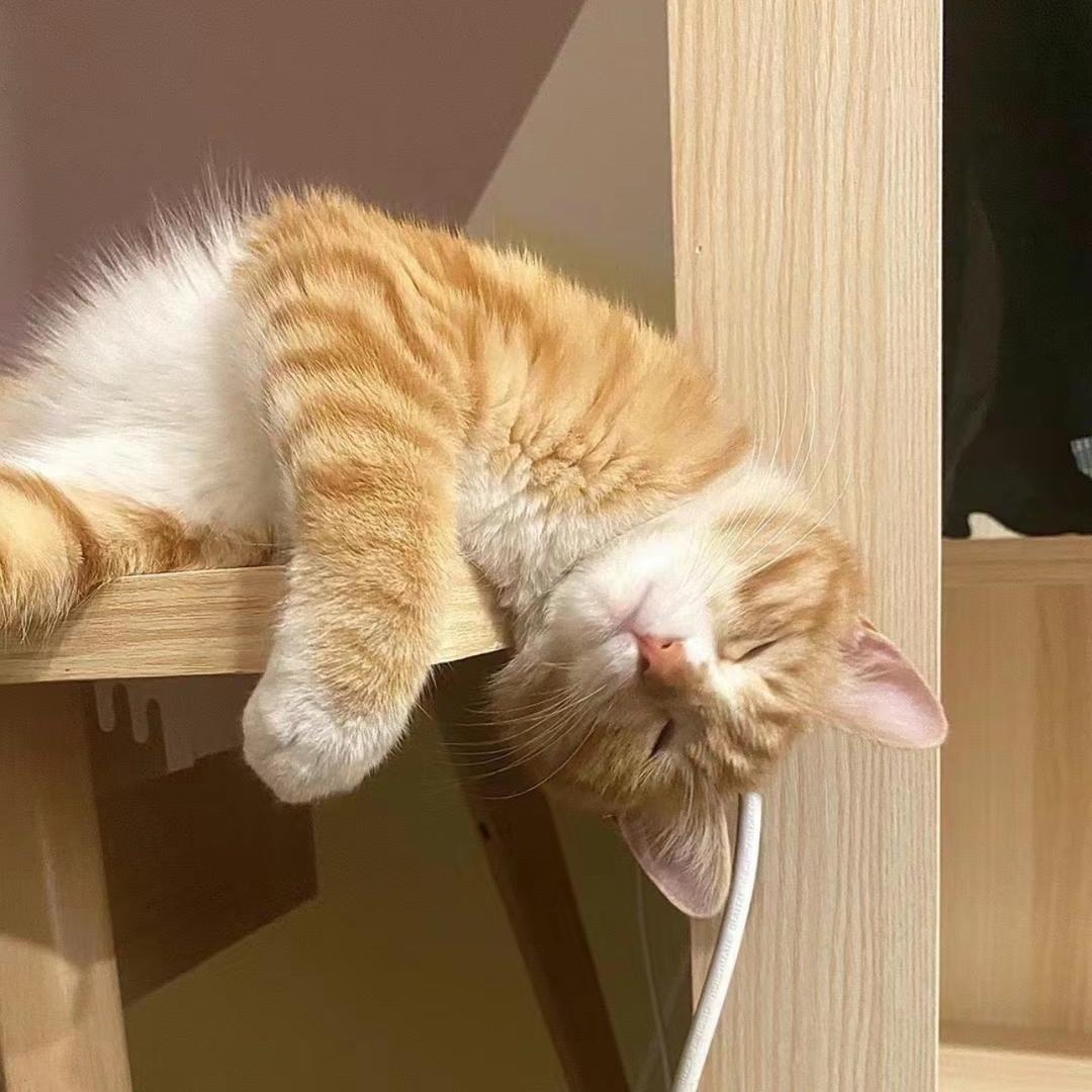 小虎子🐱（唠叨叨叨版）