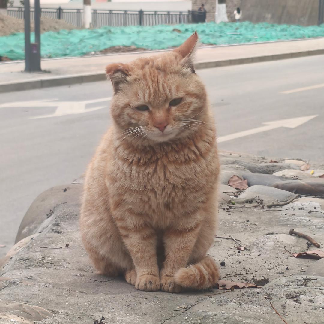 川文艺流浪救助队