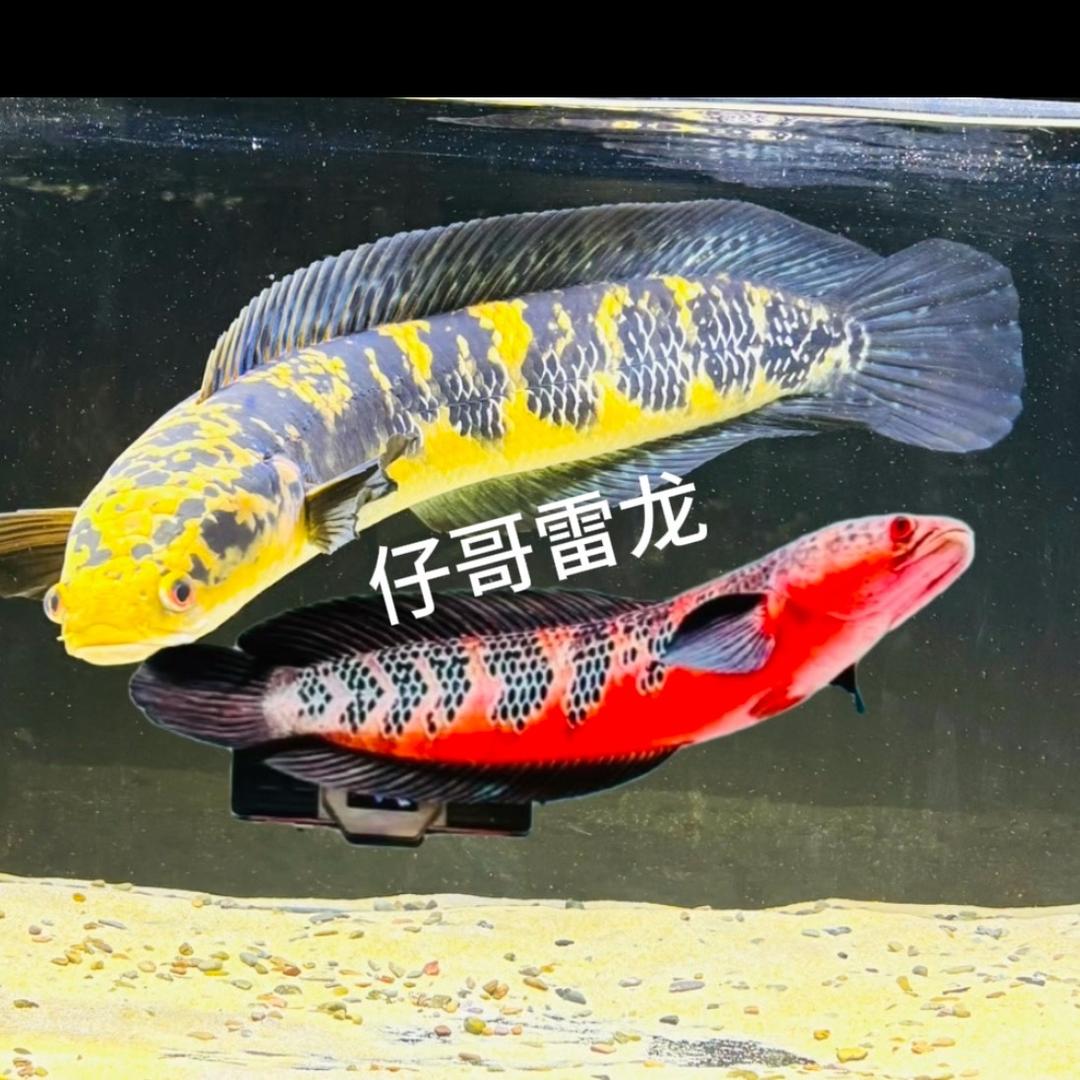 仔哥