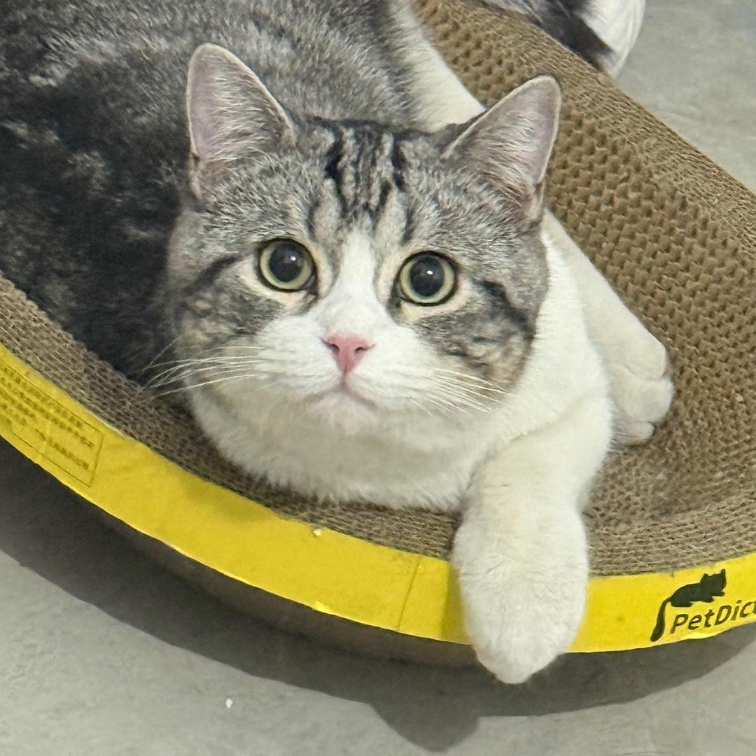 狗子