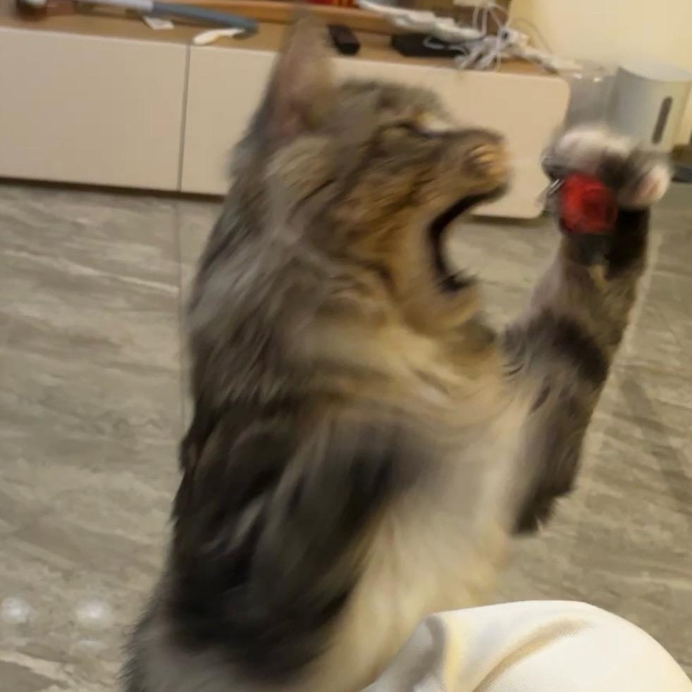 大王是只老虎喵🐱