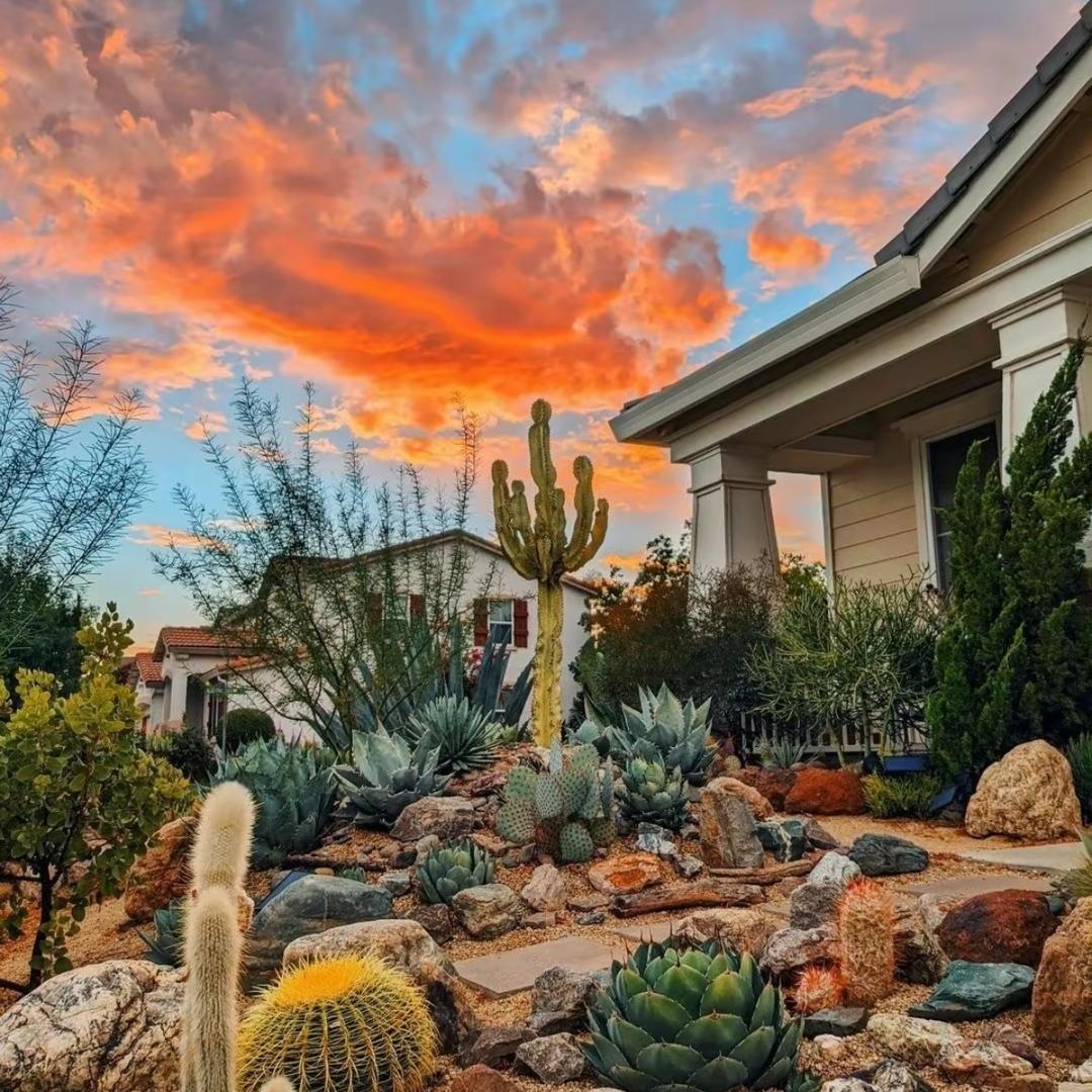 勋哥精品花园（龙舌兰）