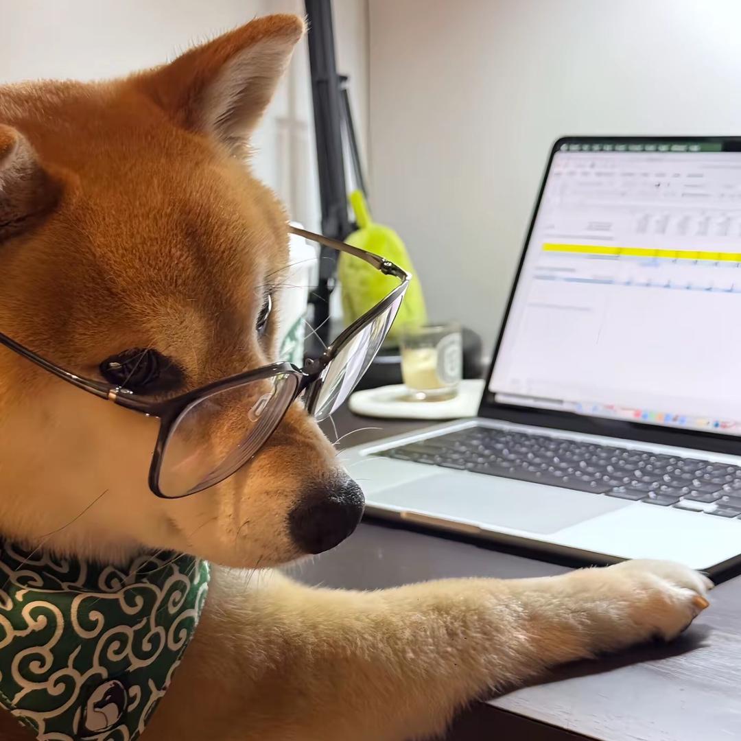 胡子打了个蝴蝶结