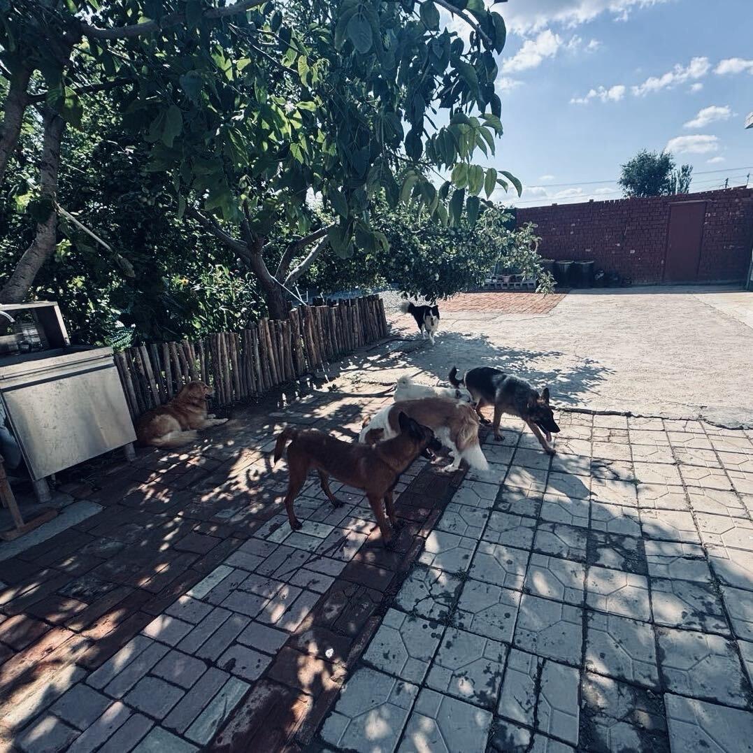 银川一曼宠物寄养小院