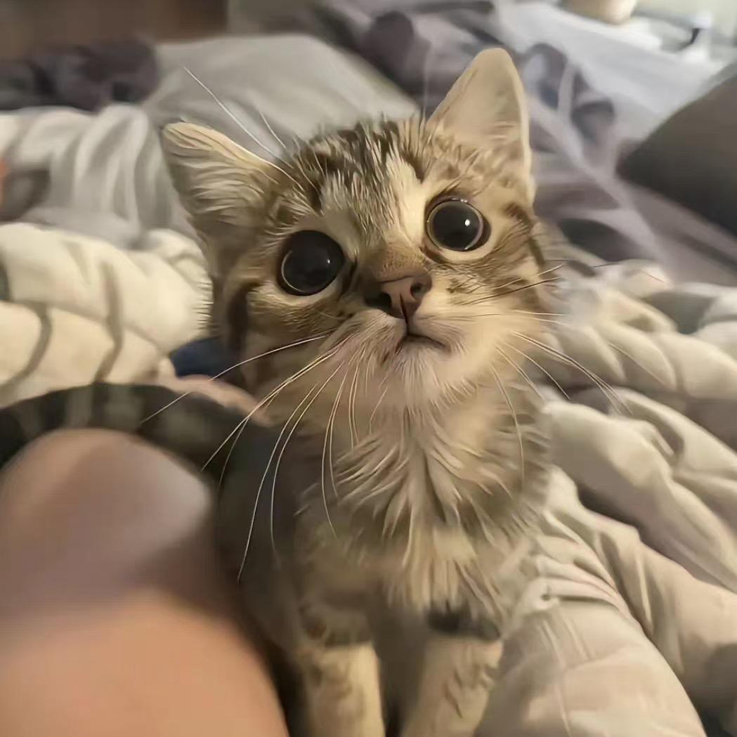 金福临