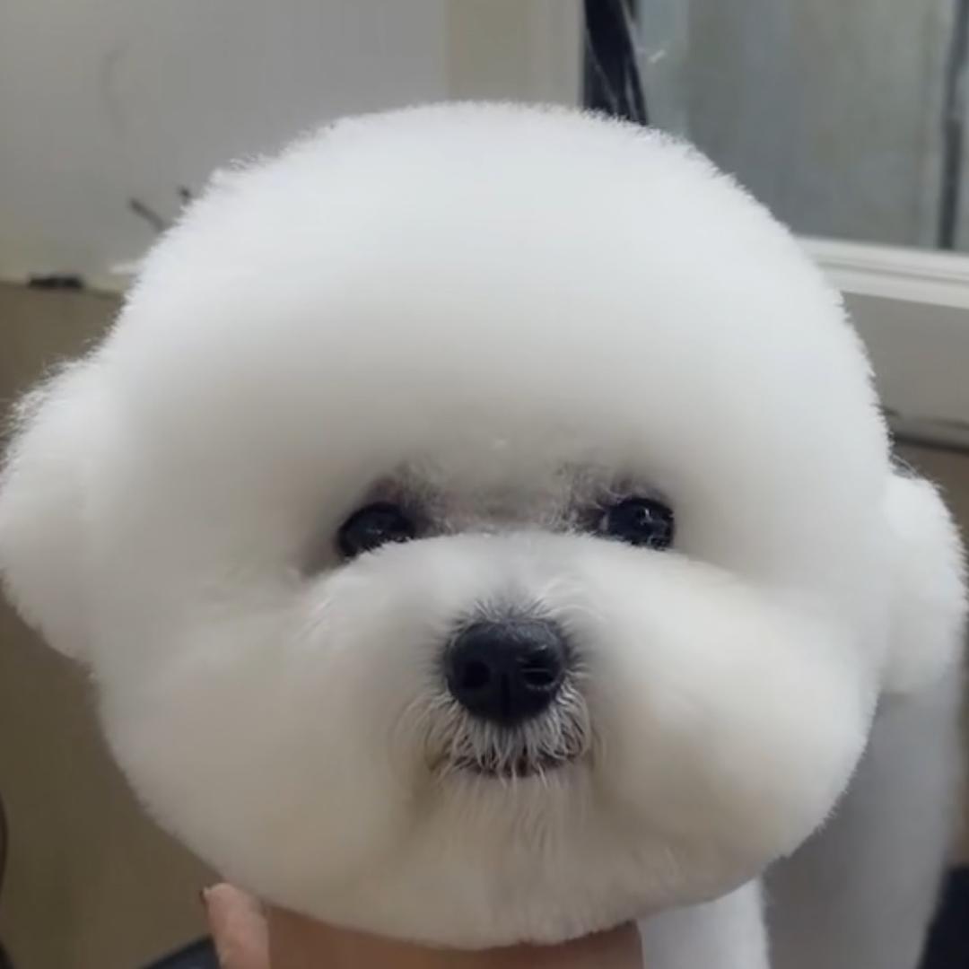 果冻是只小狗🐶
