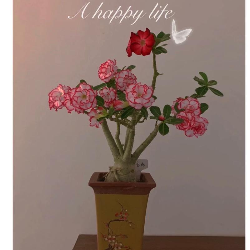 喜花花卉店