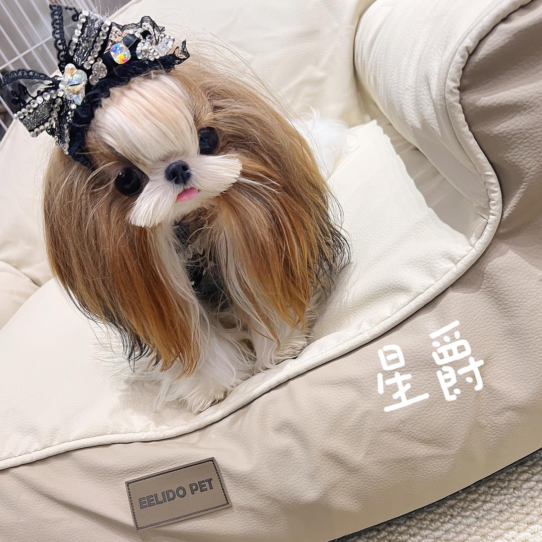 玲珑🐶宠物🐱约克夏茶杯泰迪