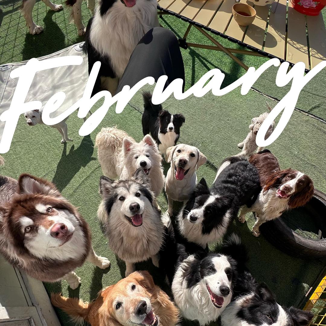 尔宝萌宠度假园