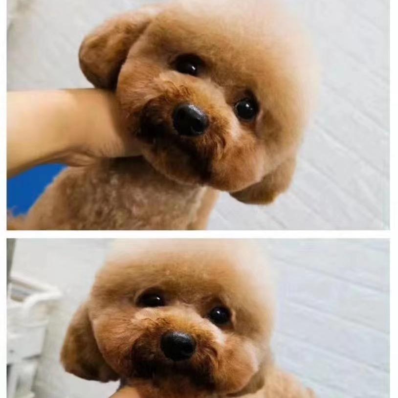 卫莱雄
