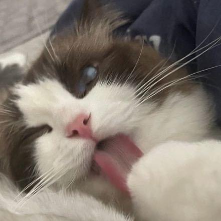 考拉本拉🐨（麻将好运版）