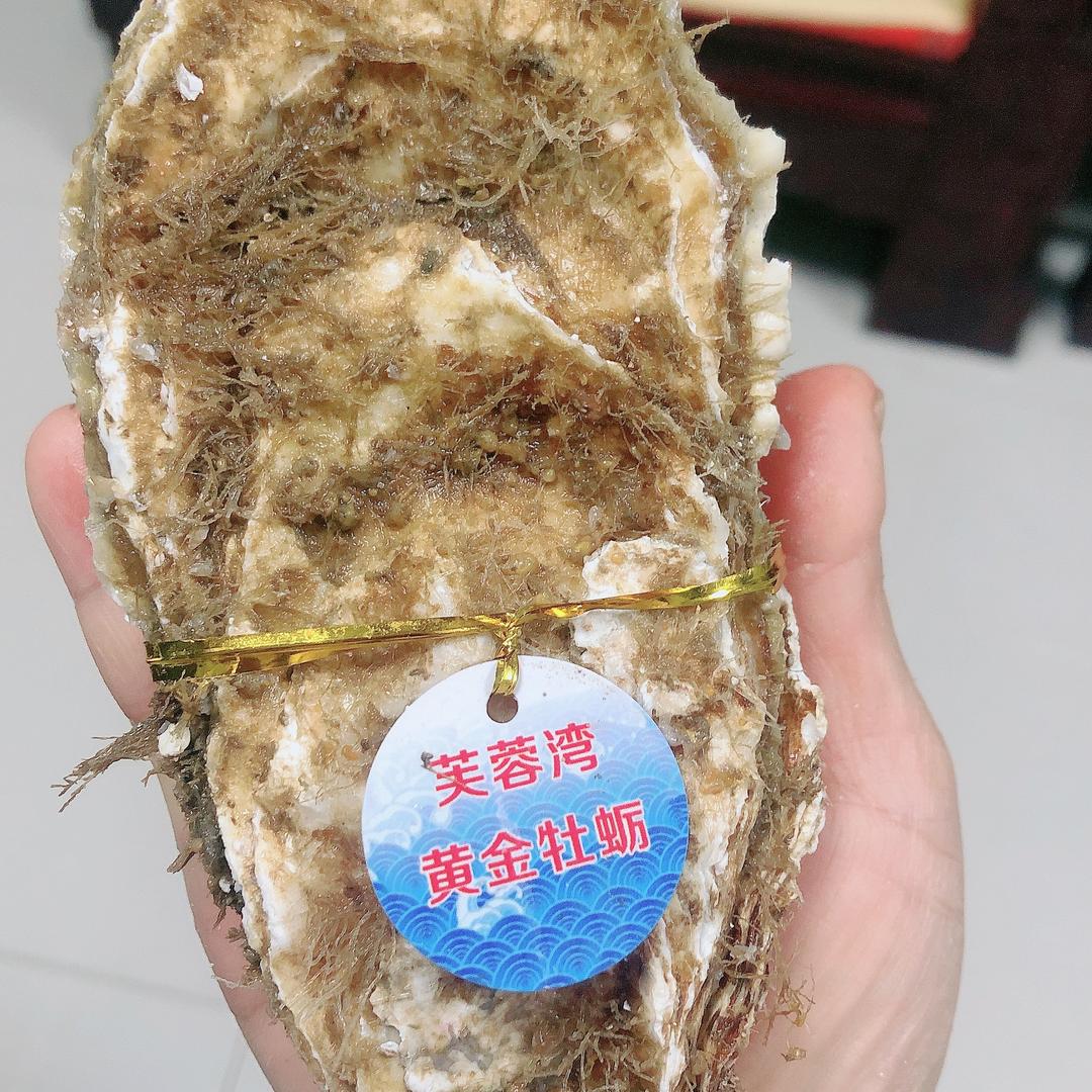 芙蓉湾海洋牧场