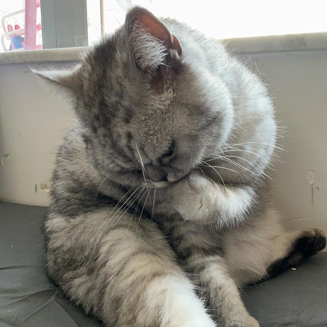 小黑鸡6(三角洲行動)