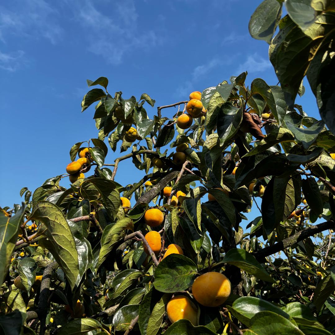 新安老表农村记