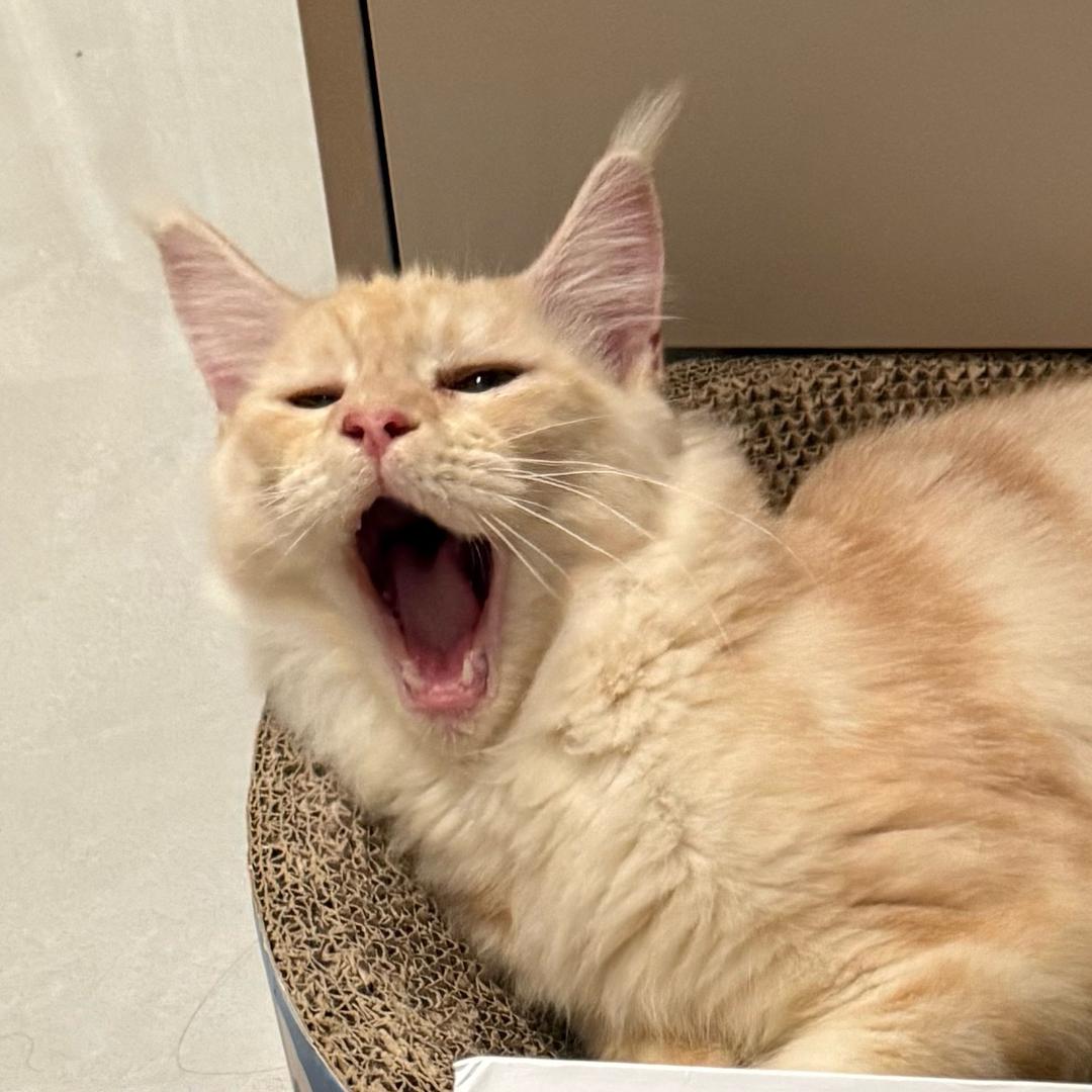 逆子打工记🐱