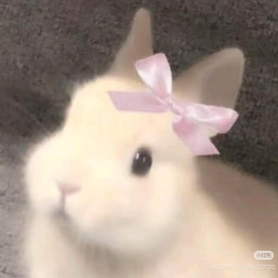 比基尼兔🐰