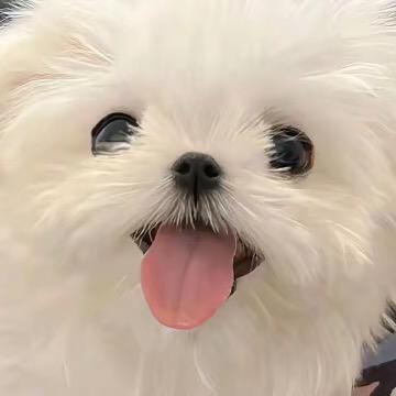 摇摇乐会员玩家😂