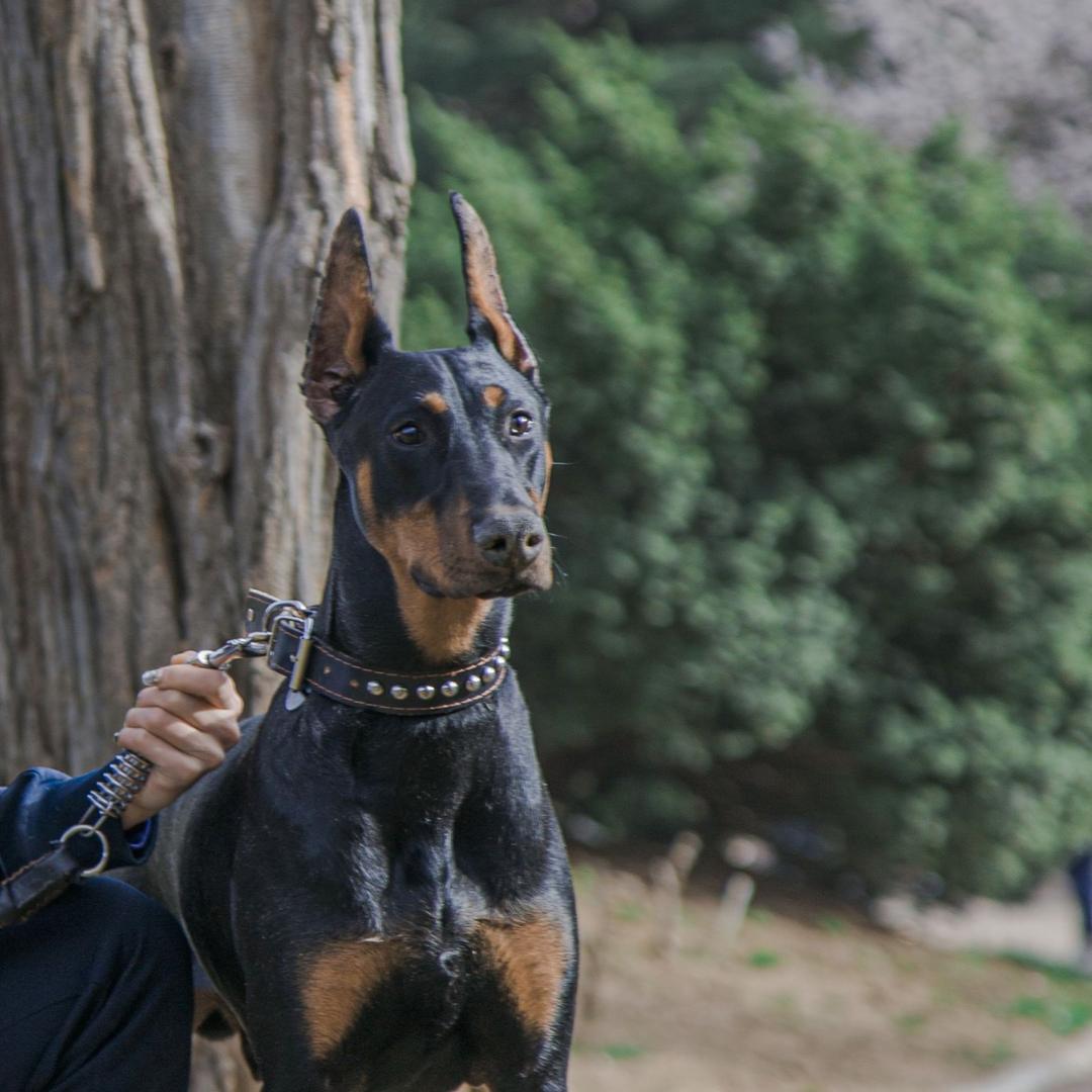 美系杜宾-（奥迪）