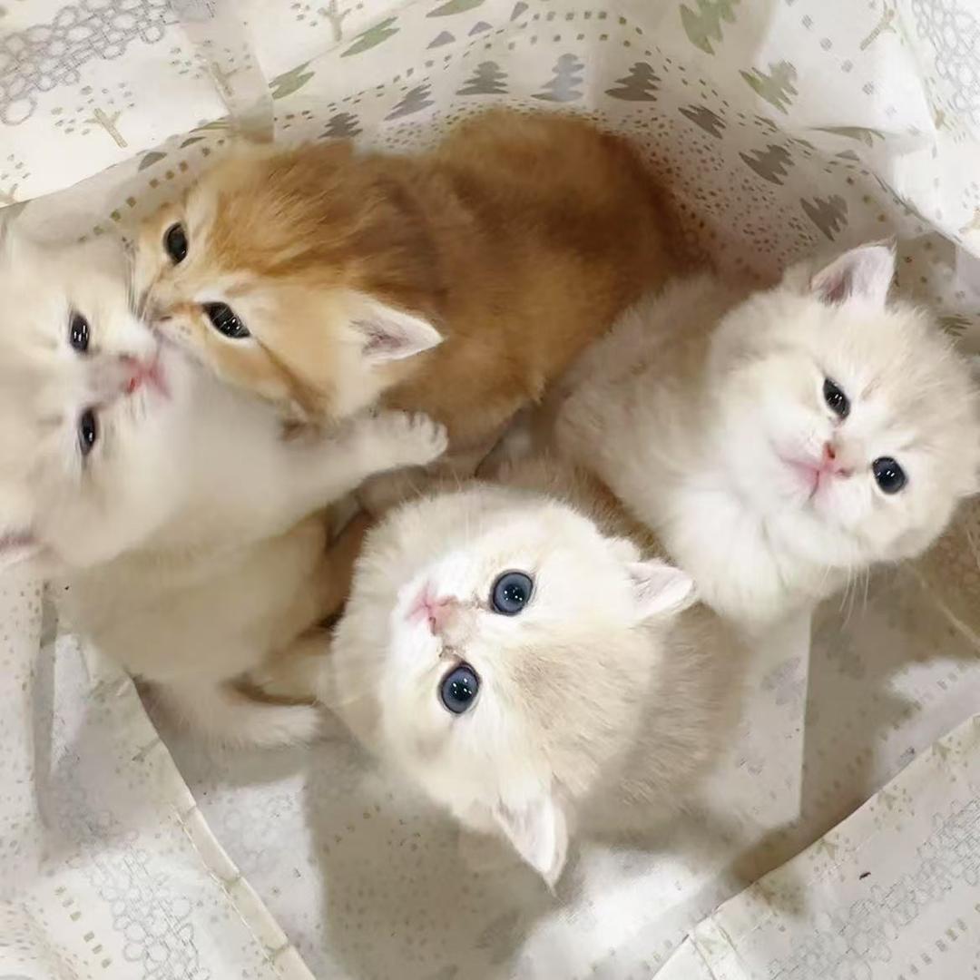 娜家宠物8