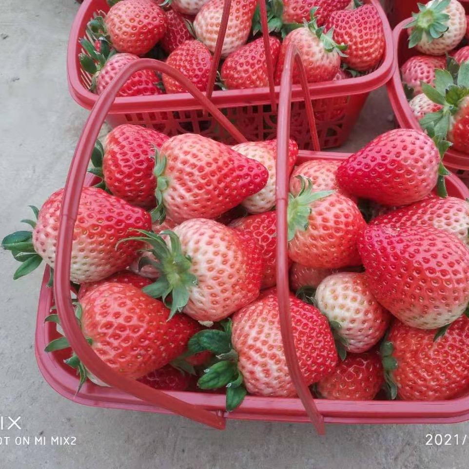 厂家直销批发采摘篮