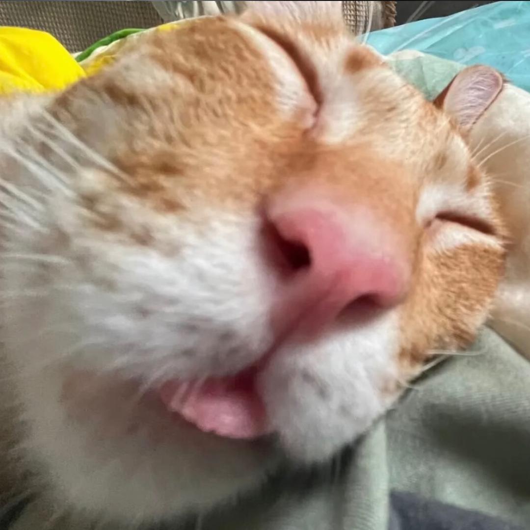 嫑烦我