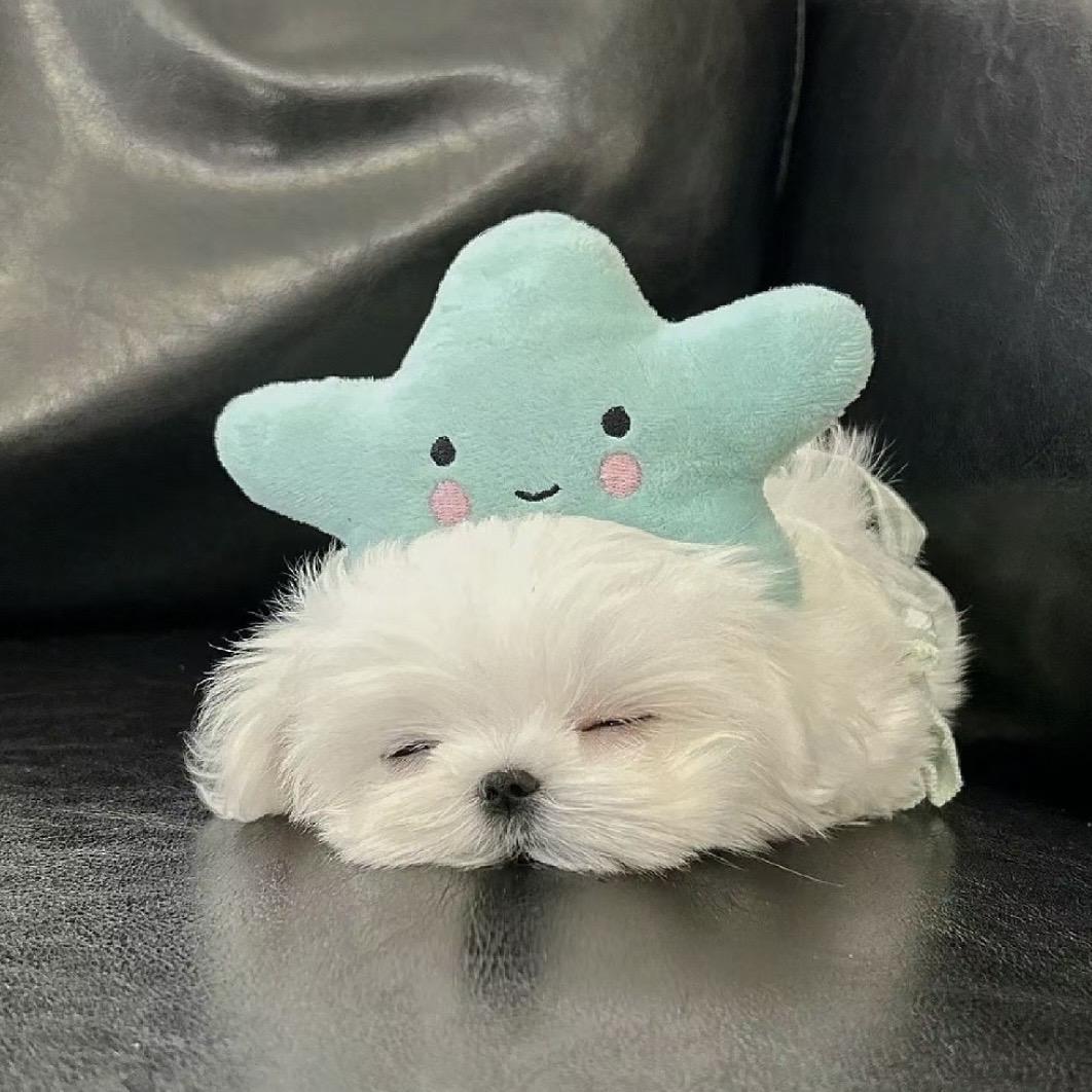SSoso