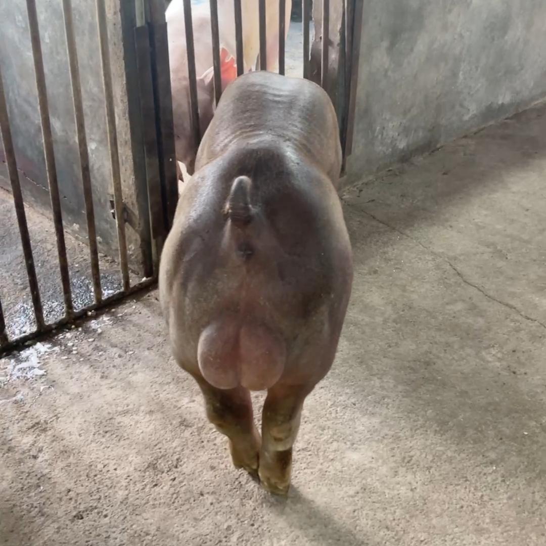 忘记喂猪的老李