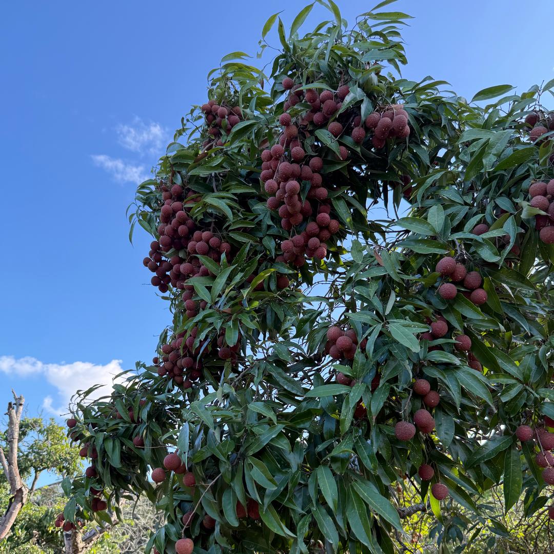 荔香园生鲜水果