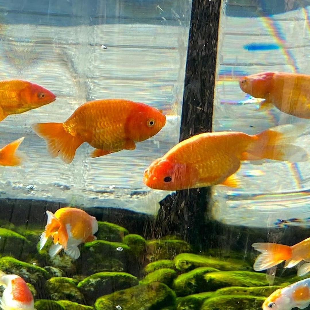 余佳宇